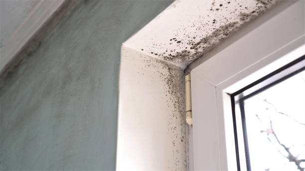 Reliable Barker Heights, NC Mold Remediation Solutions