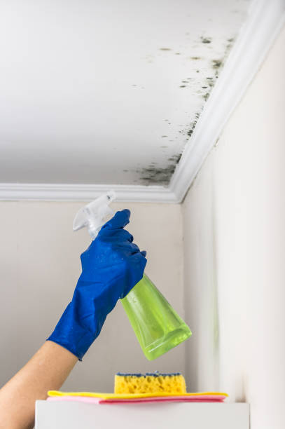 Best Bathroom Mold Remediation in Barker Heights, NC